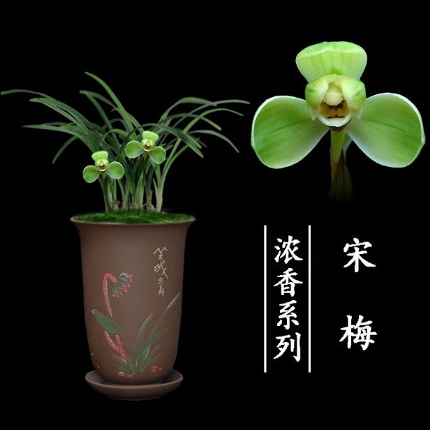 兰花苗亏本价 兰花 春兰 宋梅  假一赔十...