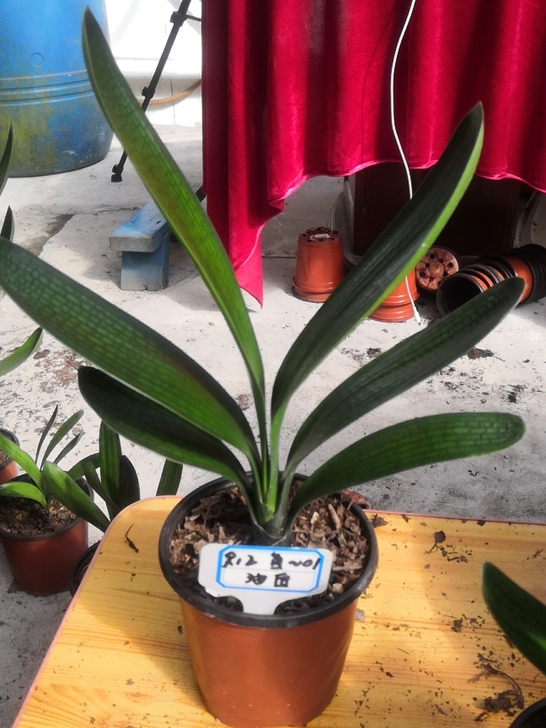 出一棵君子兰半大花,两年生的油匠体,叶面油...