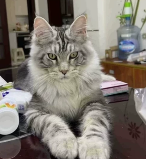 急出！！老妈不让养，说太吓人了 不允许养宠...