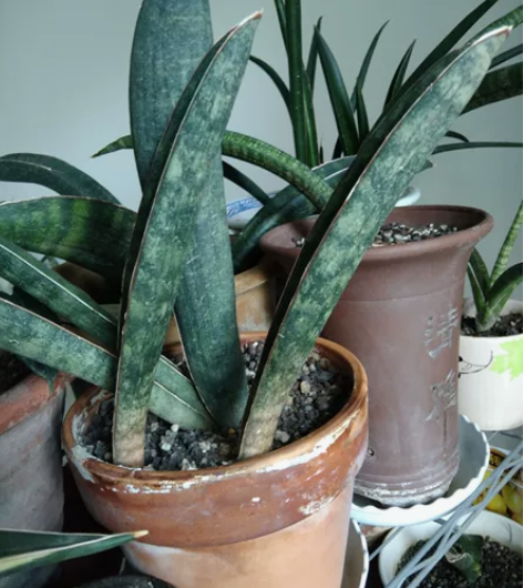 四片叶子的棒球杆，母本带点锦，这颗不带。正...