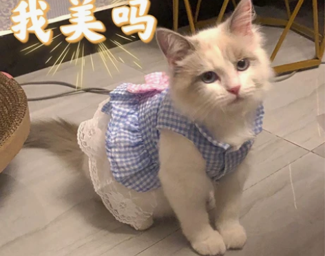 猫裙子夏天公主风兔子衣服蕾丝蝴蝶结狗狗背心...