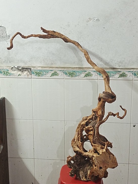 杜鹃老根毛笔架一个298元包运费较远的地方...