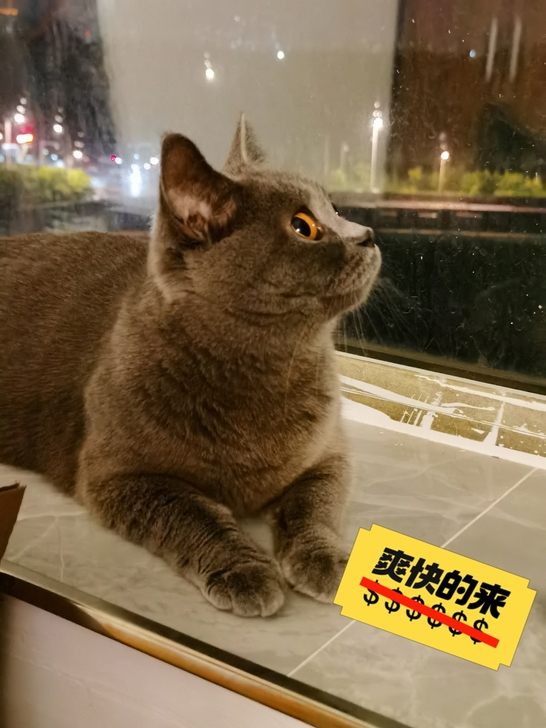 这个是猫妈妈,小猫7月20号生的,有5只,...