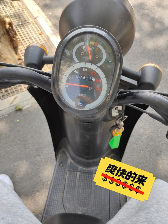 高三毕业卖小龟，80cc