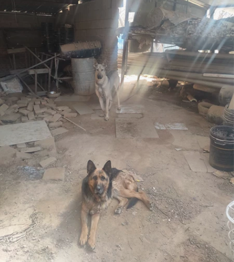 房子拆迁,两只狗狗便宜卖掉,一年狼青公狗1...