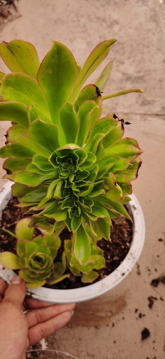 君美丽缀化群生，