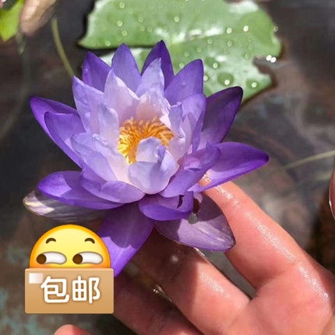 前女友种的水盆花，不想再看到了。这东西有水...