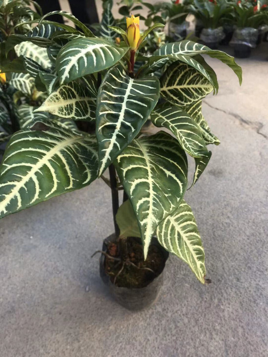 3年苗：竹芋系列：斑马花盆栽银脉单药花绿植...