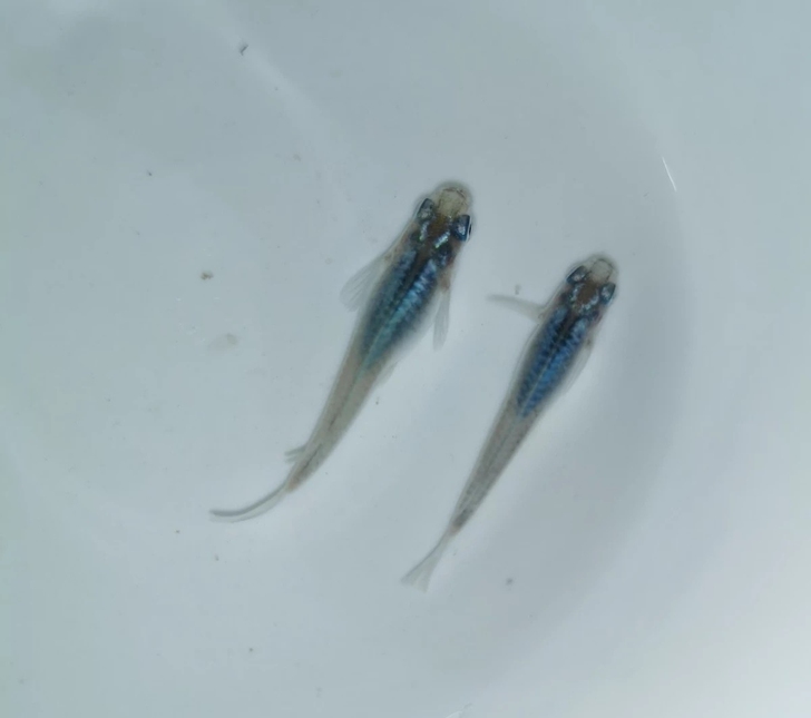 深海  观背青鳉精品鱼卵  20+粒包邮非...
