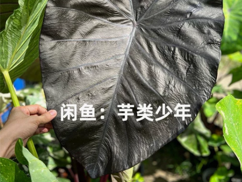 Colocasia Diamond Hea...