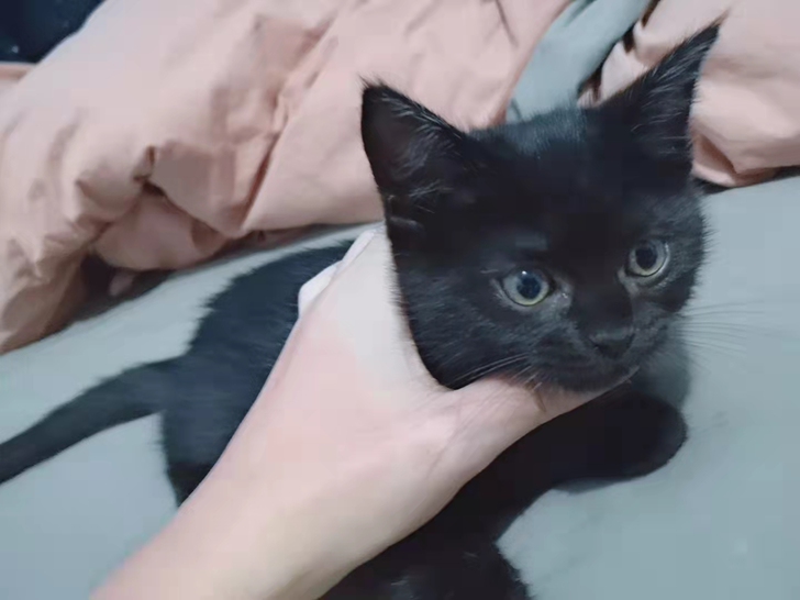 家里英短生的崽，超稀有返祖！长毛！玄猫！已...