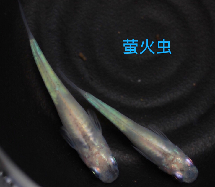 观背青鳉萤火虫亚成2至2.5厘米，30包邮...