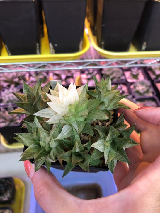 冰糖锦(出侧芽)