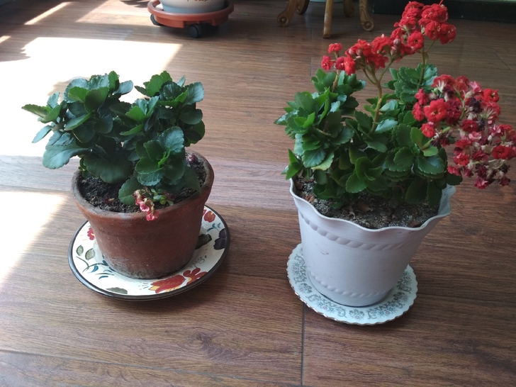 长寿花易养，花期长，一般年前开放至次年5丶...