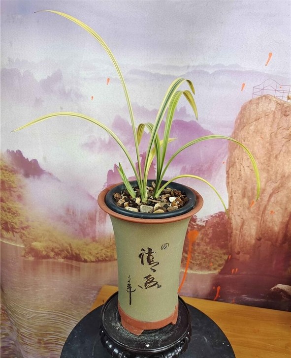 建兰 线艺