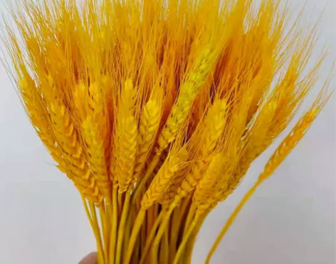 【9.8元100支】麦穗干花新年开业摆放插...
