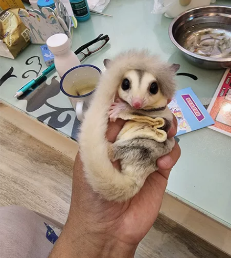 铂金母,8个月,性格非常好,和人亲,直接可...