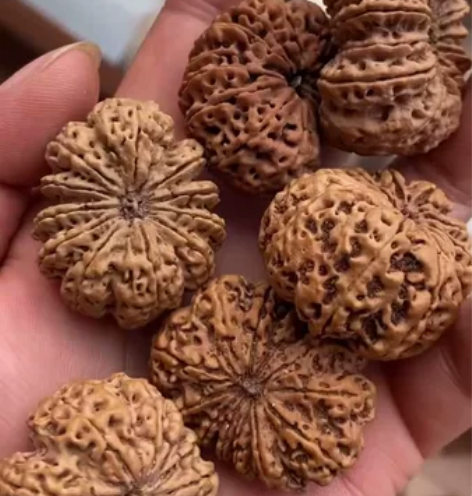 顶级尼泊尔多瓣，五星双龙，五星蜂王，实力批...