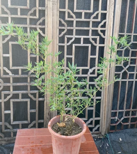 11号小叶簕竹 宝塔柱 有新笋 飘枝1米 ...