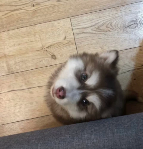阿拉斯加幼犬 由于和我爸爸对着干 家里已经...