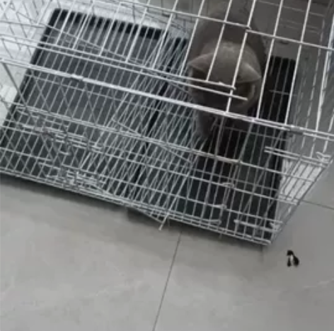 非常可爱的蓝猫弟弟，巨胖巨萌，非常粘人，本...