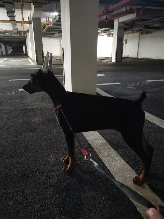 杜宾犬幼犬德系杜宾犬母4个月。社会化训练良...