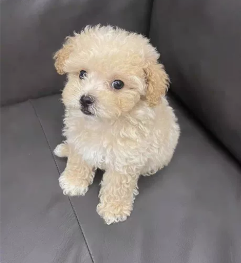 带笔，个人自用二手平板ipad2019 出...