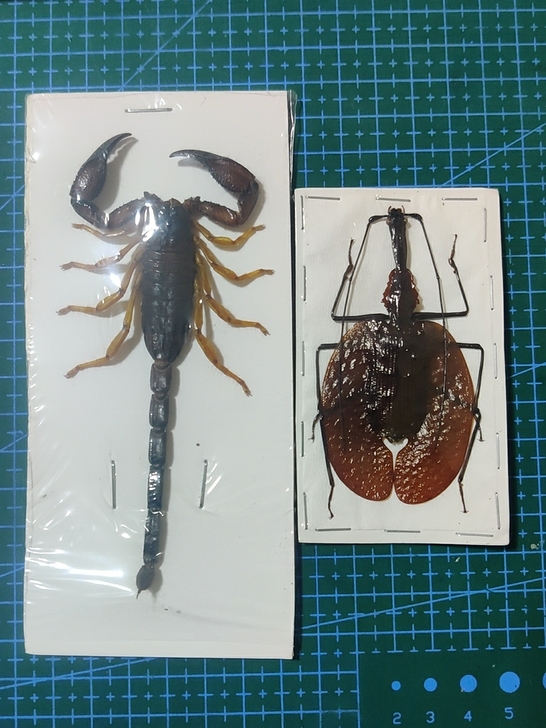 蝎子步甲昆虫甲虫标本