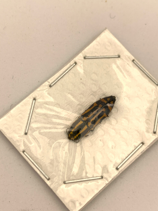 小吉丁虫标本2020新虫