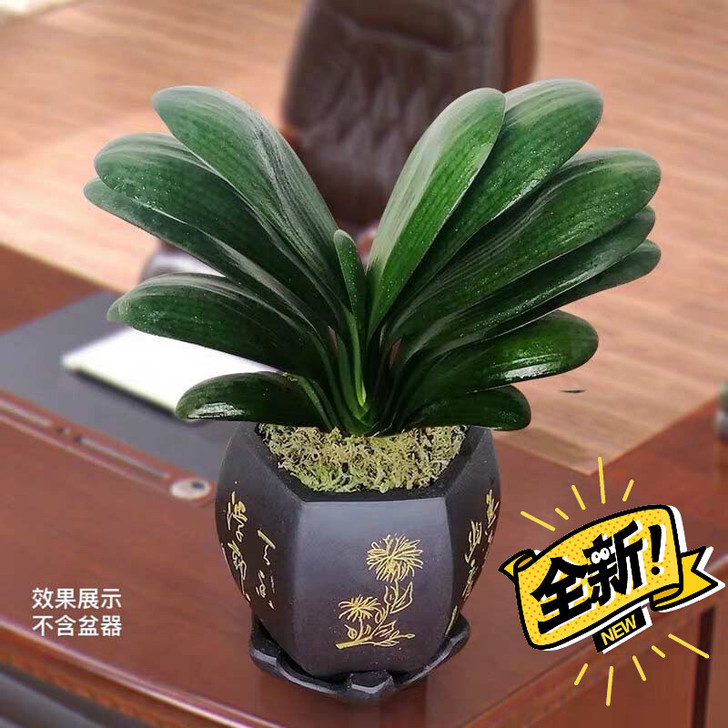 强烈推荐：花中君子，观花观叶都独具魅力风度...