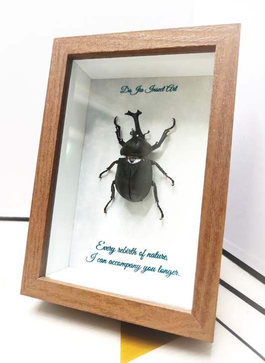 甲虫标本昆虫相框复古装饰礼物摆件创意