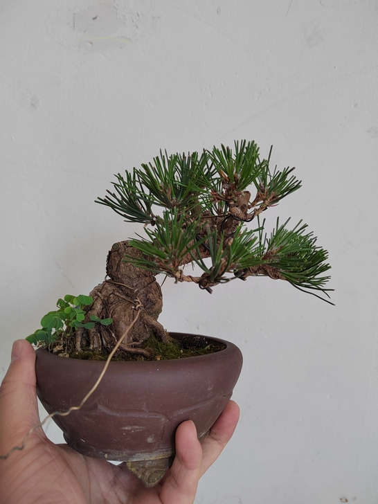 老桩小黑松，盆养十多年，大型初成，上手即可...