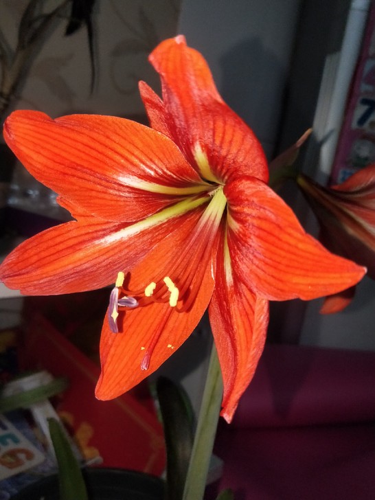 红色，朱顶红开花球，带侧芽，开花中