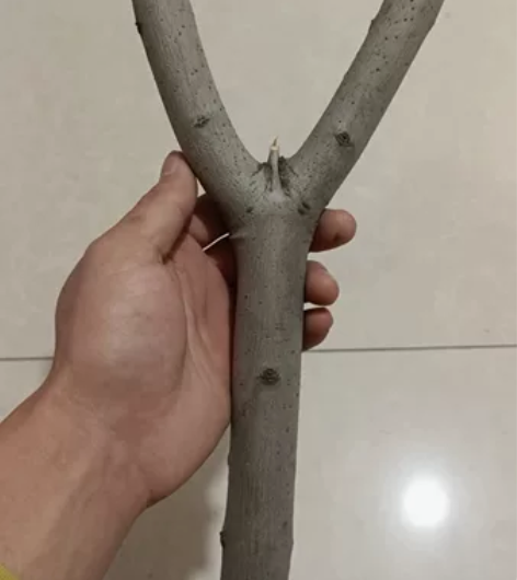 白蜡原叉弹弓，木质细腻坚韧，做弹弓的首选材...