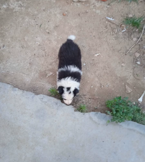 边牧，特价边牧，45天小公，可以自己吃东西...