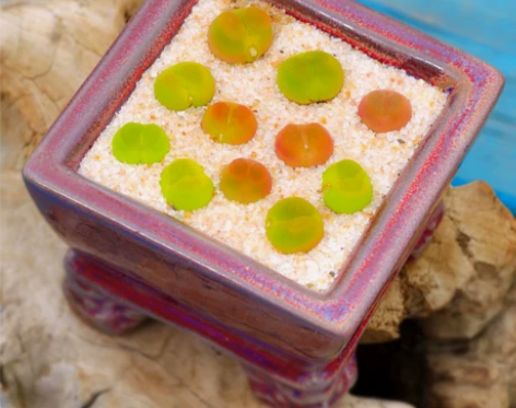 慢悠花房1106精品番杏科毛汉尼岛田生石花...