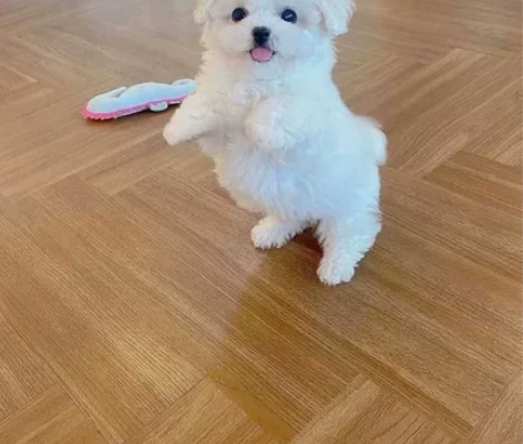 比熊幼犬，小体比熊，家养比熊，非常合适的家...