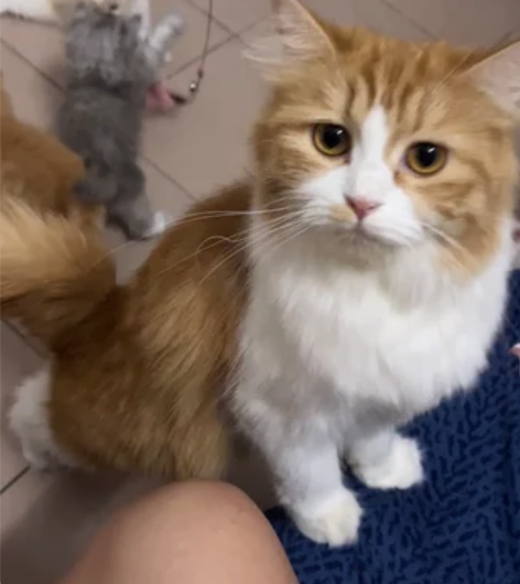 深圳猫咪找有缘铲屎官 品种：正八开脸长毛狮...