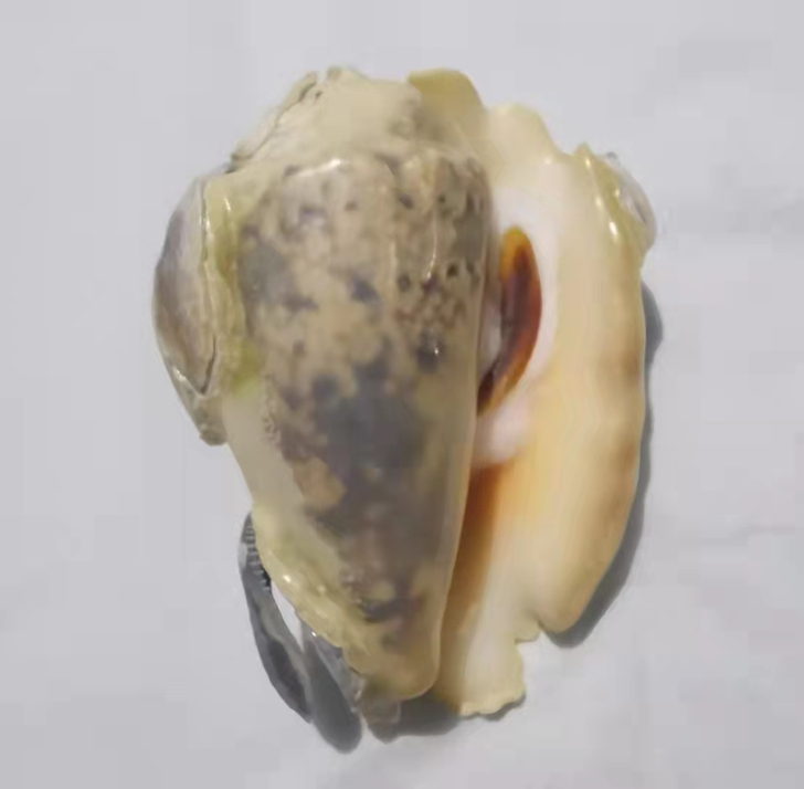 精品多体伴生凤凰螺 76.54mm*58....