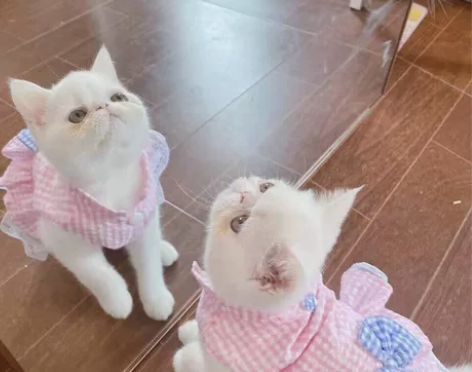 猫咪可爱薄款狗狗裙子公主风泰迪小型犬比熊博...