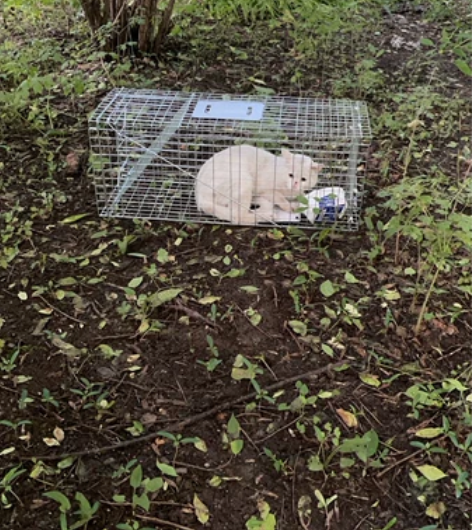 捕猫笼，出租特大号捕猫笼，20一次，押金1...