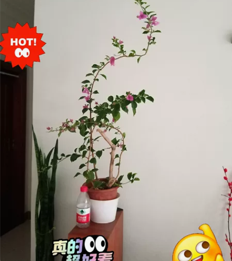 花篮小高飘三角梅小叶紫，38元同城自提不包...