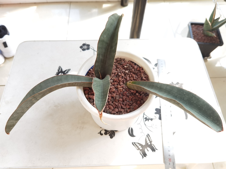 虎皮兰棒球杆，母株叶片有划痕，整盆出。16...