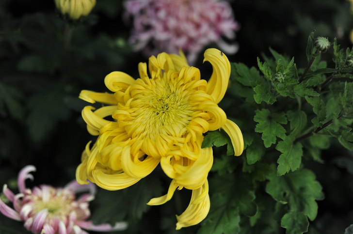 慢收收Sigma 适马 85 F1.4 D...