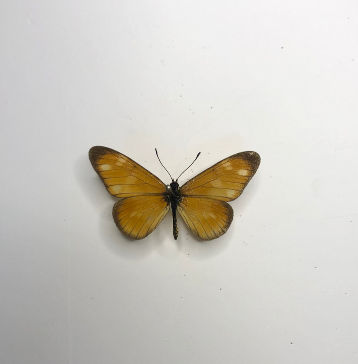 朱珍蝶～非洲珍蝶  品相如图