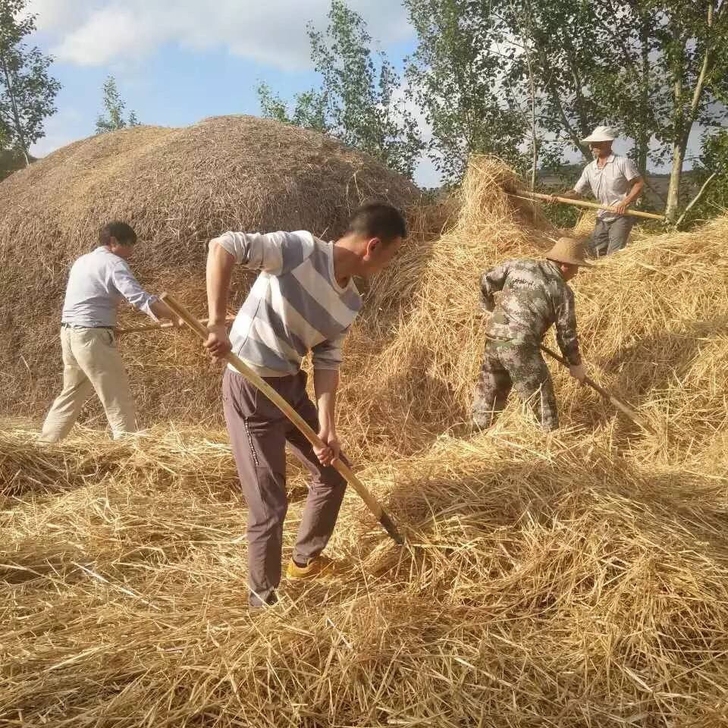 【一斤装】包邮 干稻草 宠物保暖干稻草宠物...