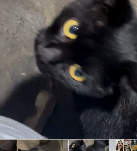 自家生的小玄猫。  黑而有赤者为玄，赤为红...