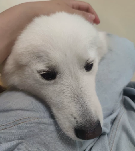 帮忙遛狗!!   暑假代遛狗    代照顾...