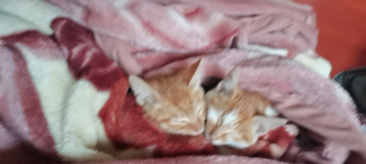 求购觉晓法考账号，主观题题库权限