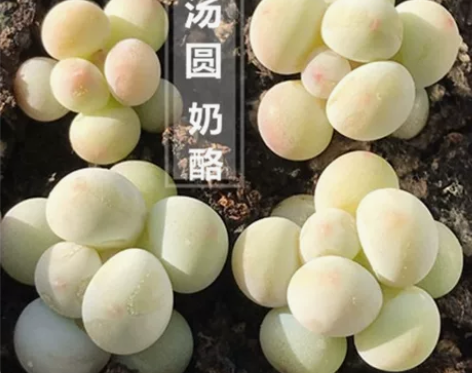 韩版手指奶酪汤圆多肉植物盆栽糖豆迷你超萌办...